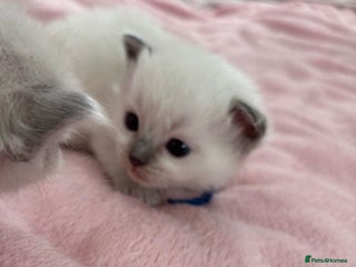 Ragdoll cats 2 male Ragdoll kittens - Advert 17