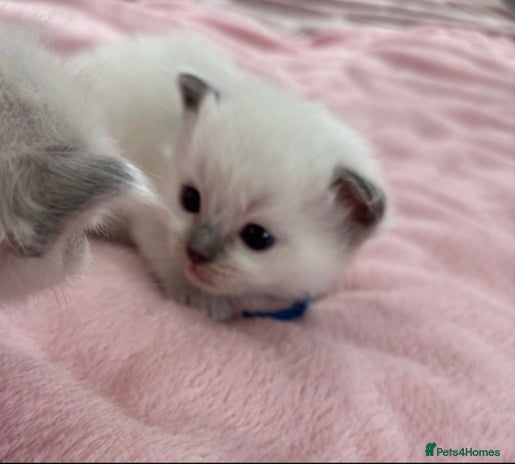 Ragdoll cats 2 male Ragdoll kittens - Advert 6
