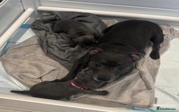 Staffordshire Bull Terrier dogs for sale: Champion sired blue Staffy pups - Image 13