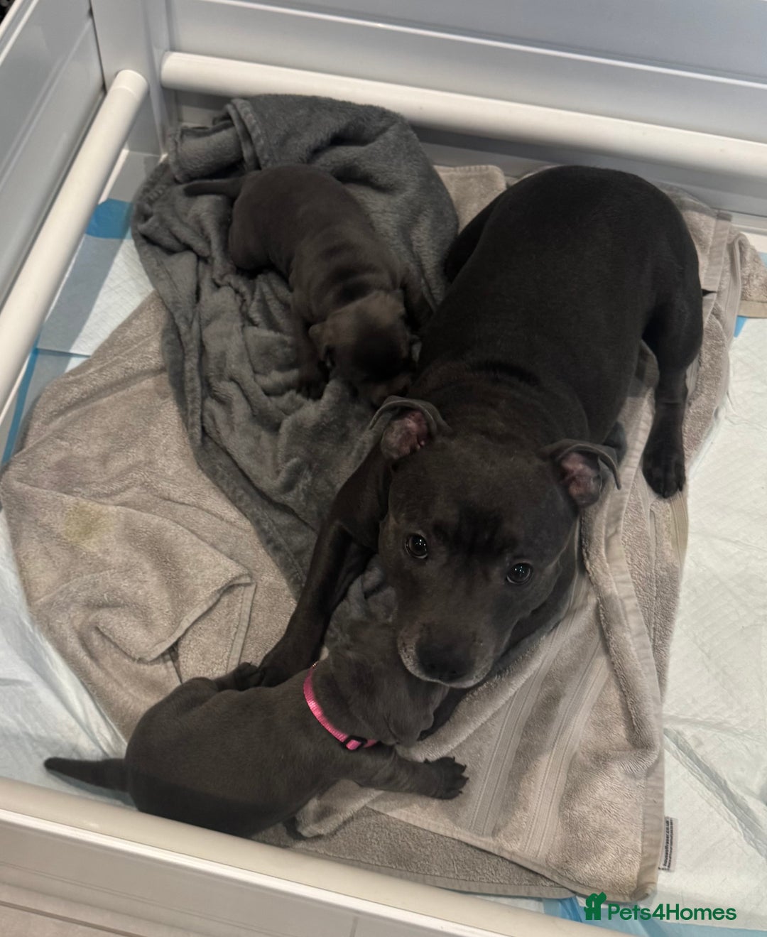 Staffordshire Bull Terrier dogs for sale: Champion sired blue Staffy pups - Image 13