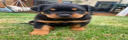 Rottweiler dogs for sale: KC Registered Rottweiler Puppies 4 Beautiful Males in Gainsborough - Advert 2