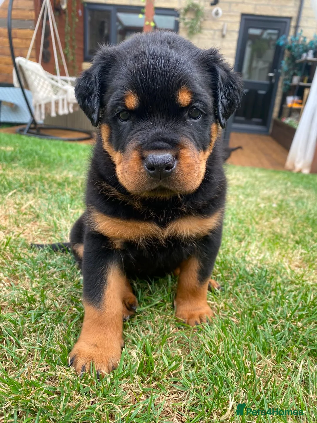 Rottweiler dogs for sale: KC Registered Rottweiler Puppies 4 Beautiful Males in Gainsborough - Advert 2