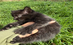 Mixed Breed cats for sale: Beutiful, Kittens Raised to Highest Standard - Image 13