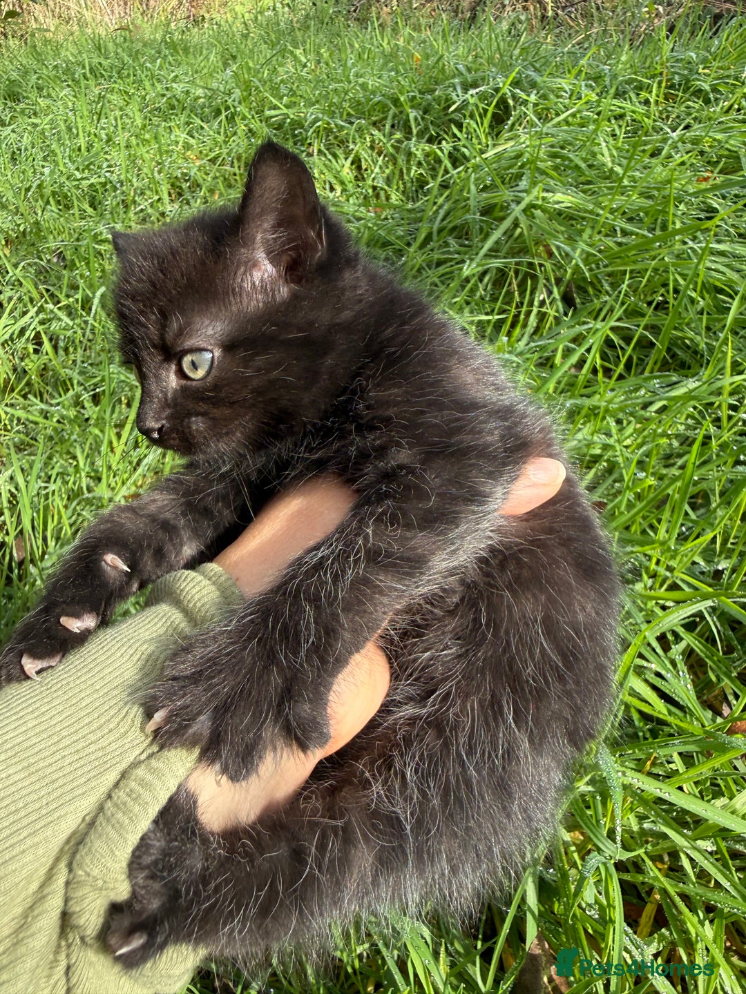 Mixed Breed cats for sale: Beutiful, Kittens Raised to Highest Standard - Image 13