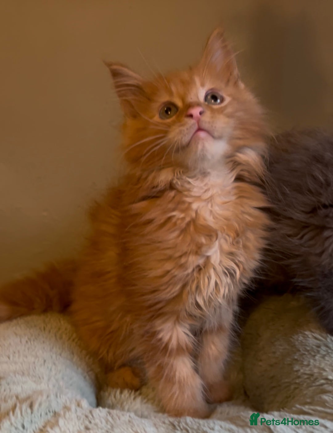Maine Coon cats for sale: Pedigree Maine coon kittens READY NOW - Image 15