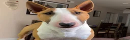 English Bull Terrier dogs for sale: English bull terrier puppies  in Bedford - Advert 16