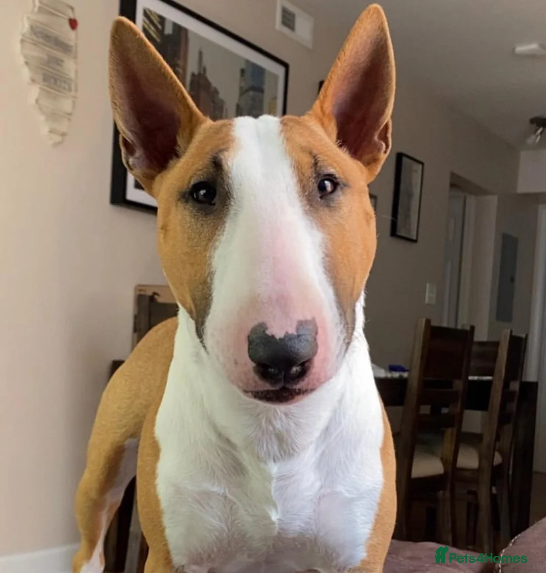 English Bull Terrier dogs for sale: English bull terrier puppies  in Bedford - Advert 16