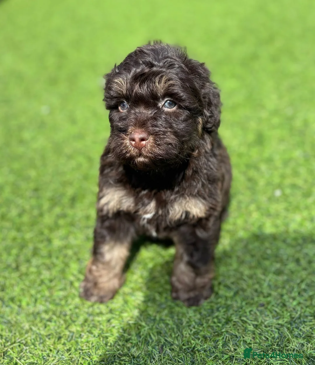 Cockapoo dogs for sale: Beautiful cockerpoos - Advert 1