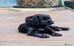 Cocker Spaniel dogs for sale: Cocker Spaniel Puppies For Sale - Image 1
