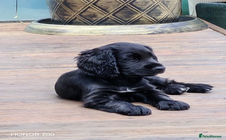 Cocker Spaniel dogs - Advert 13