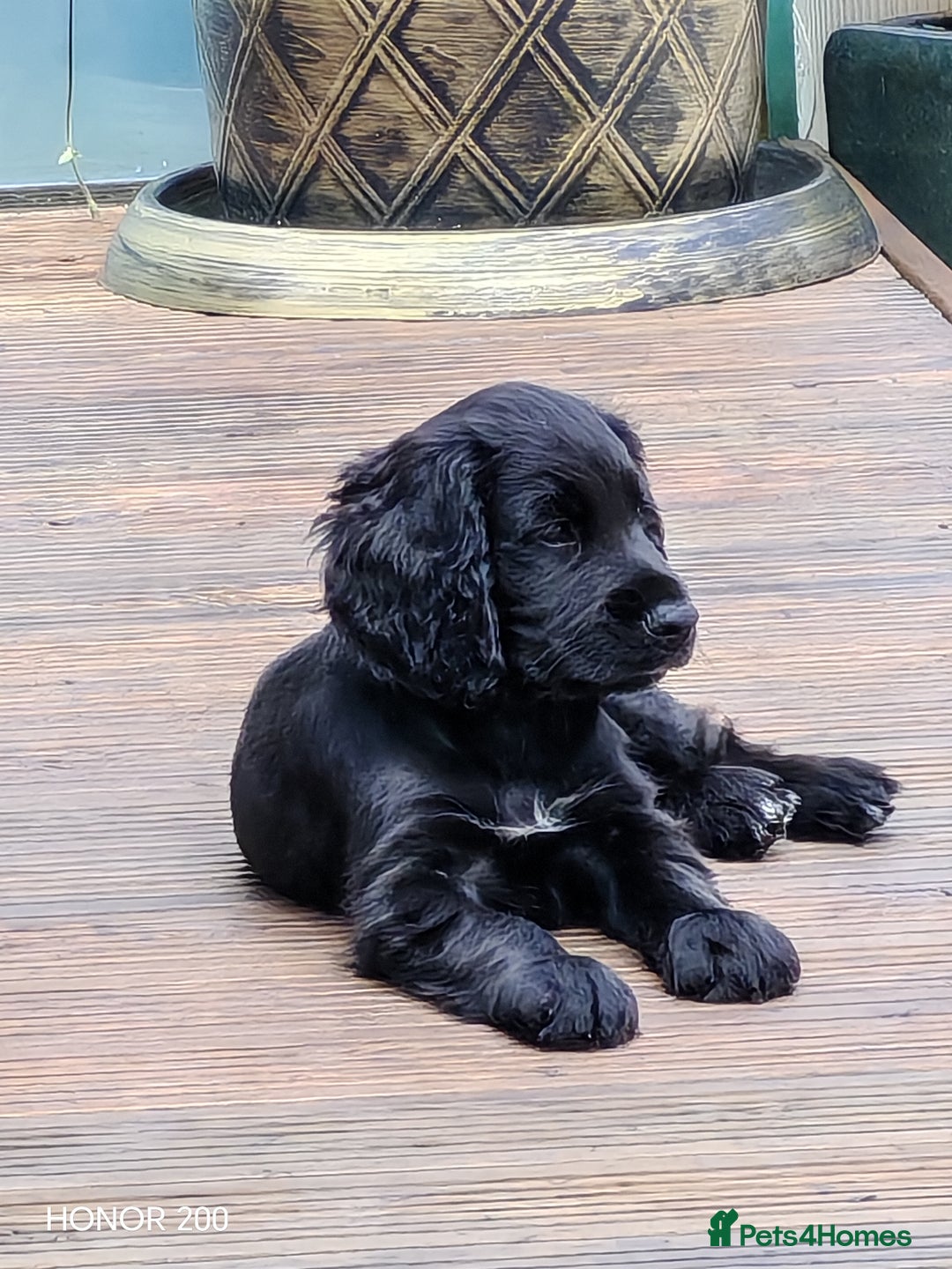 Cocker Spaniel dogs for sale: Cocker Spaniel Puppies For Sale - Image 1