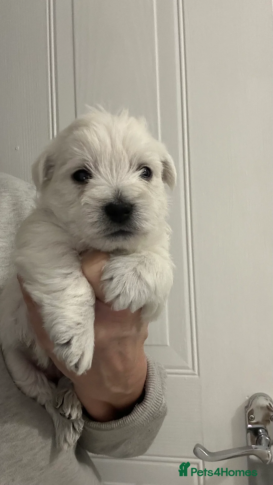 West Highland Terrier dogs for sale: Westies show quality pups ready 6.3.26 - Advert 6