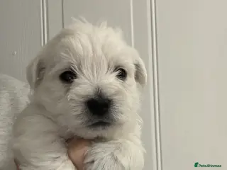 West Highland Terrier dogs Westies show quality pups ready 6.3.26 - Advert 1