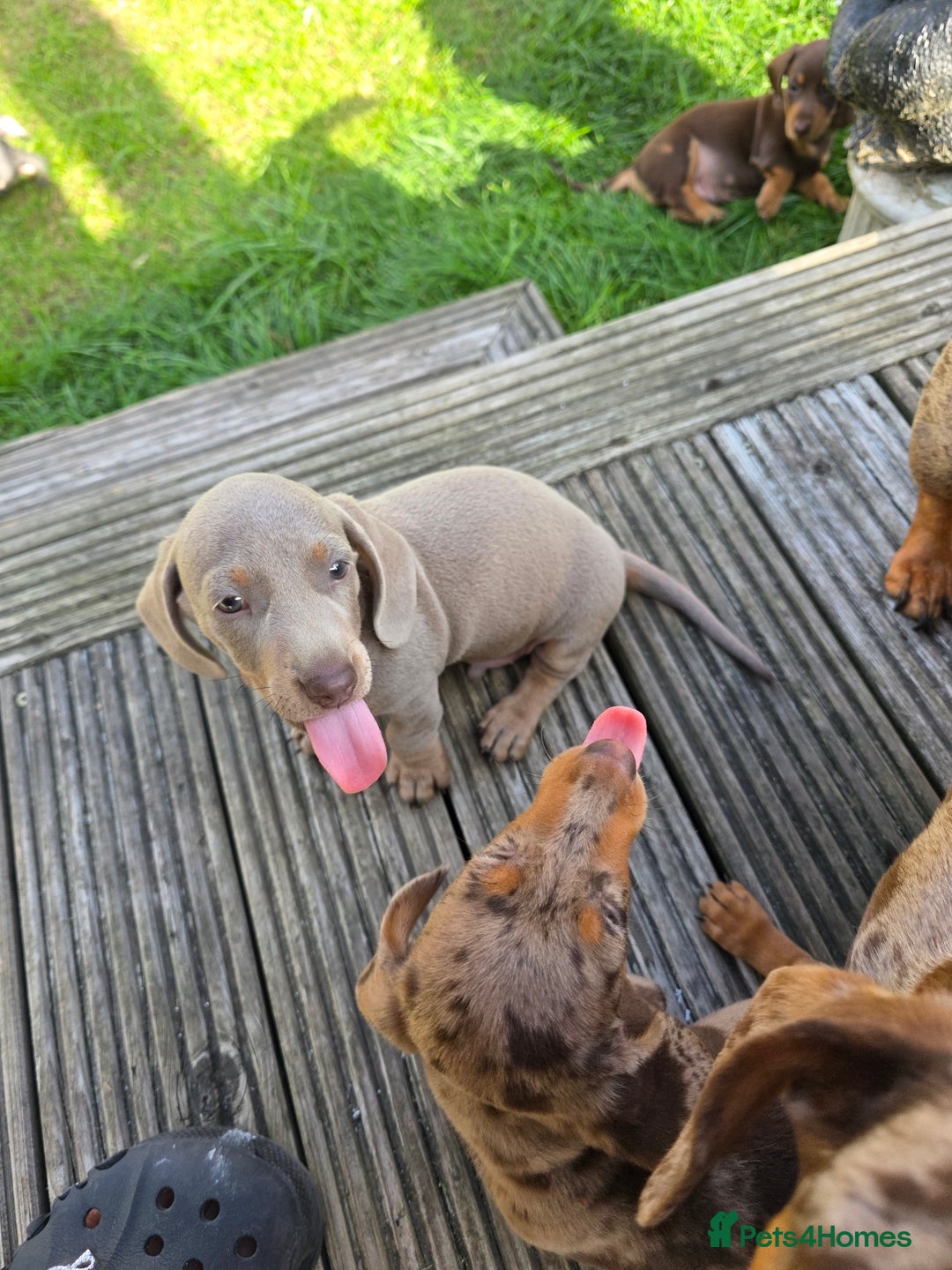 Miniature Dachshund dogs for sale: 3 left mini dachshund BOYS KC READY NOW   - Image 24