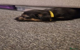 Mixed Breed dogs for sale: Border collie cross kelpie - Image 7
