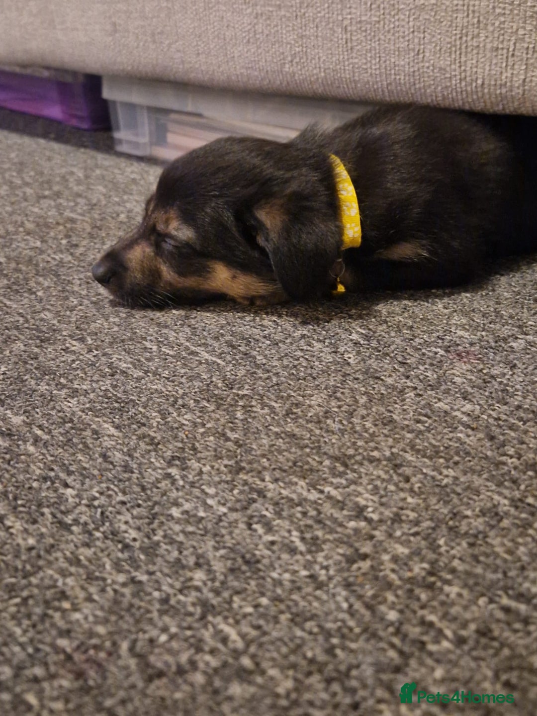 Mixed Breed dogs for sale: Border collie cross kelpie - Image 7