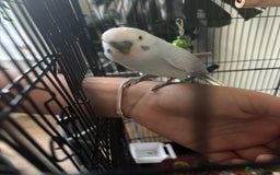 Budgerigars birds for sale: Male Budgies’s  - Advert 2