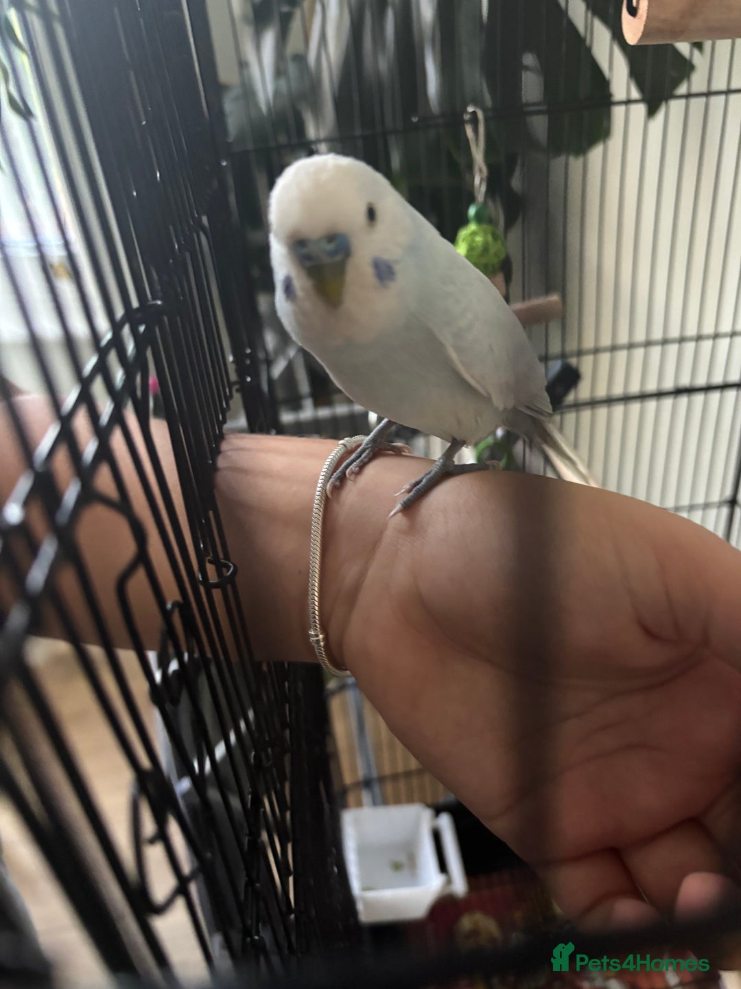 Budgerigars birds for sale: Male Budgies’s  - Advert 2