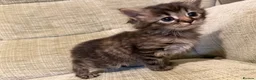 Mixed Breed cats for sale: Fluffy Kittens – Nibelung-Like Appearance  in Corby - Advert 5