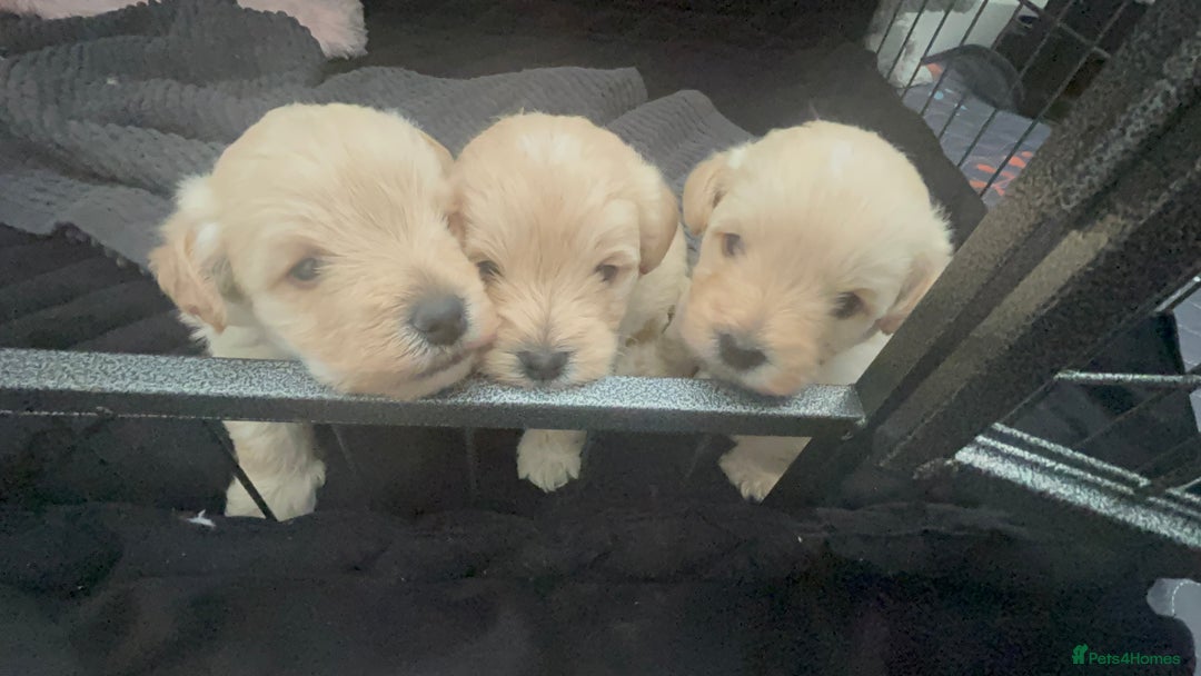 Mixed Breed dogs for sale: Westiepoo Pups For Sale - Image 5