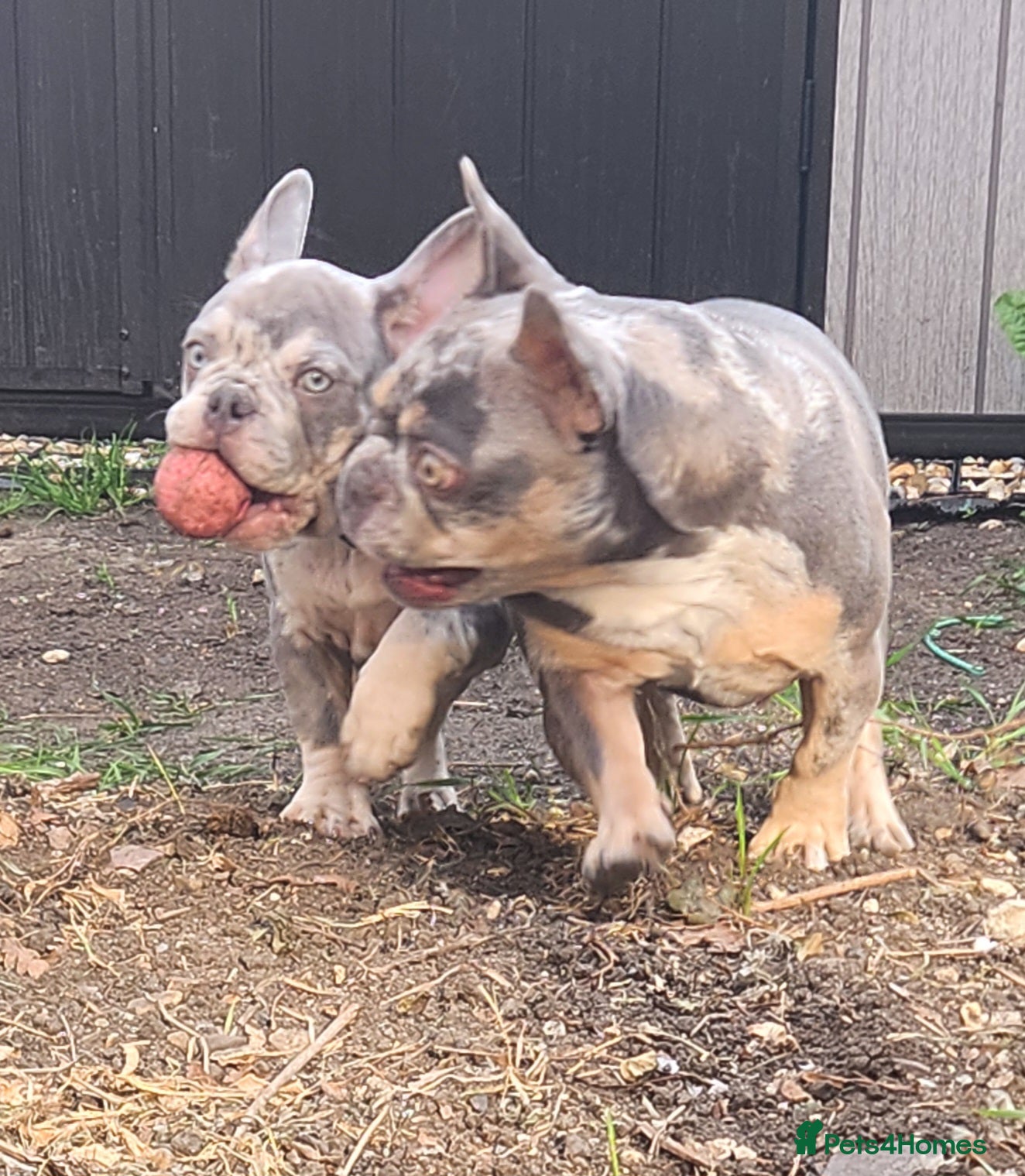French Bulldog dogs Most Ardoarble Frenchies - Advert 1