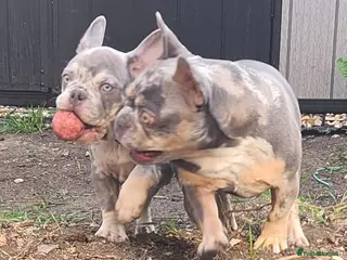 French Bulldog dogs Most Ardoarble Frenchies - Advert 2