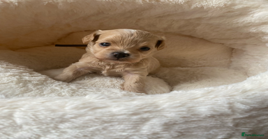 Maltipoo dogs ♦️🐾 Miniature F1 Maltipoo Pedigree & DNA Tested ✅ - Advert 11