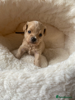 Maltipoo dogs ♦️🐾 Miniature F1 Maltipoo Pedigree & DNA Tested ✅ - Advert 12