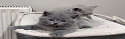 British Shorthair cats for sale: Tica Registered British Shorthair kittens - Advert 11