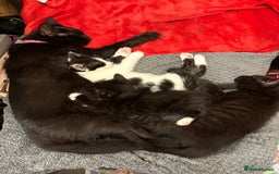 Mixed Breed cats for sale: Kittens  - Image 18