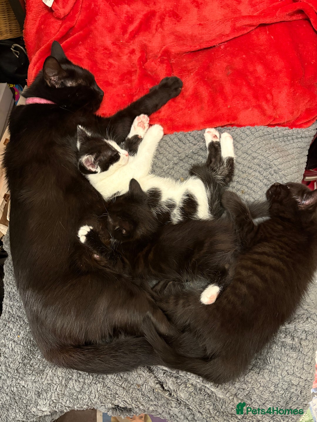 Mixed Breed cats for sale: Kittens  - Image 18
