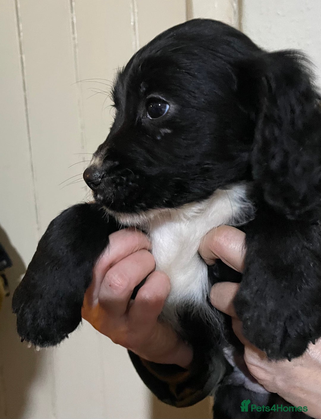 Sprocker dogs for sale: Sprocker pups - Advert 6