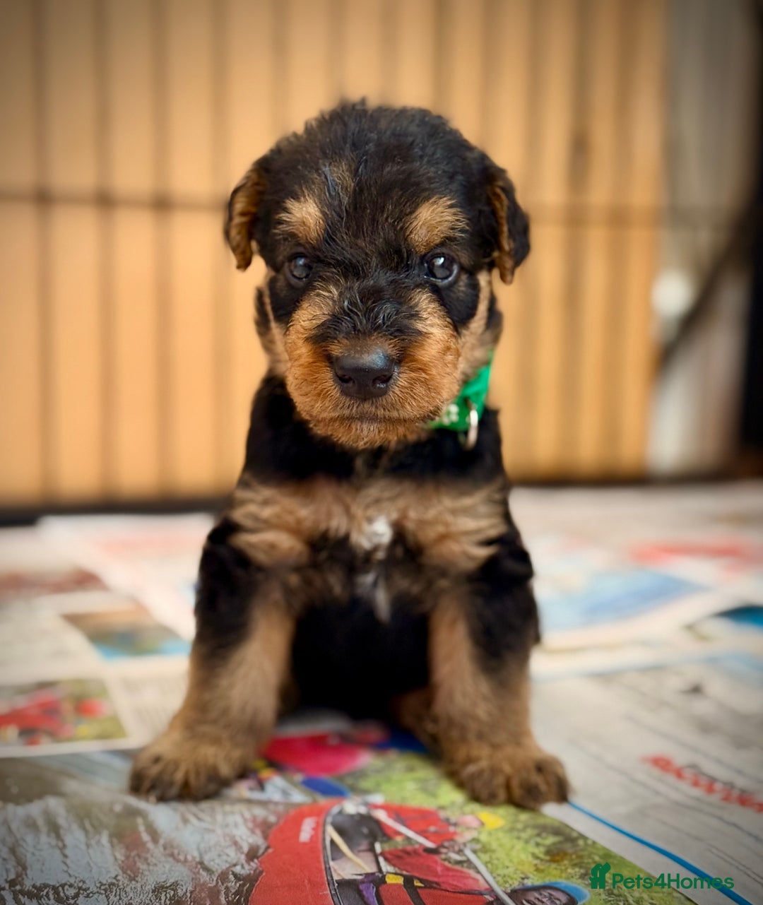 Airedale Terrier dogs for sale: ⭐️⭐️ ADORABLE KC REGISTERED  PUPS ⭐️⭐️ - Image 17