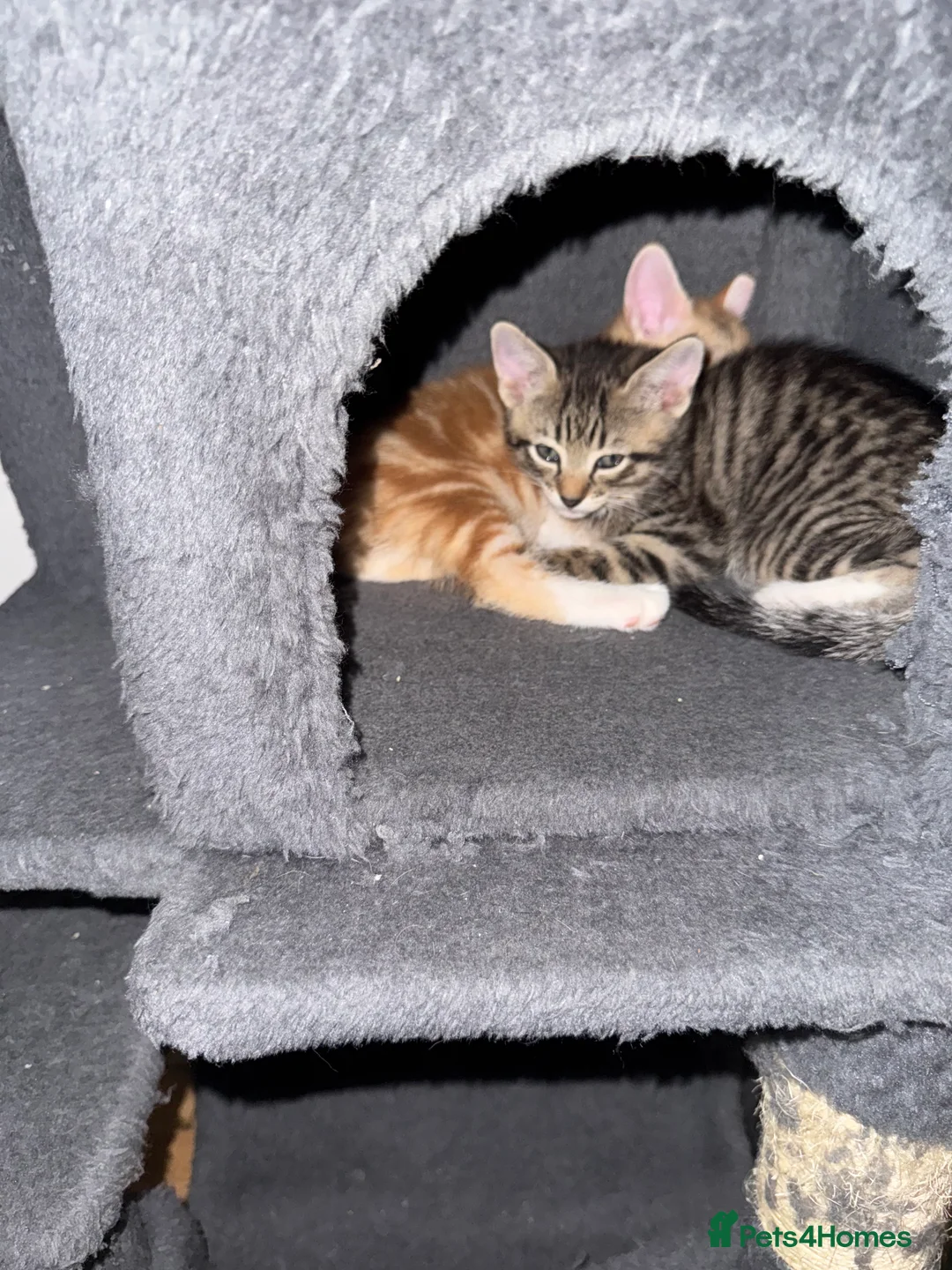 American Shorthair cats for sale: Beautiful Rare GingerKittens Alonghair X BSH cross - Advert 35