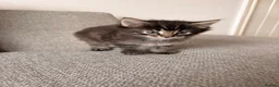 Maine Coon cats for sale: Maine coon x BSH Fluffy boys - Advert 9