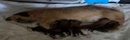 Mixed Breed dogs for sale: Cute playful pups in Coventry - Advert 6
