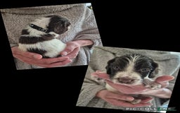 English Springer Spaniel dogs for sale: English Springer Spaniel Pups - Image 11