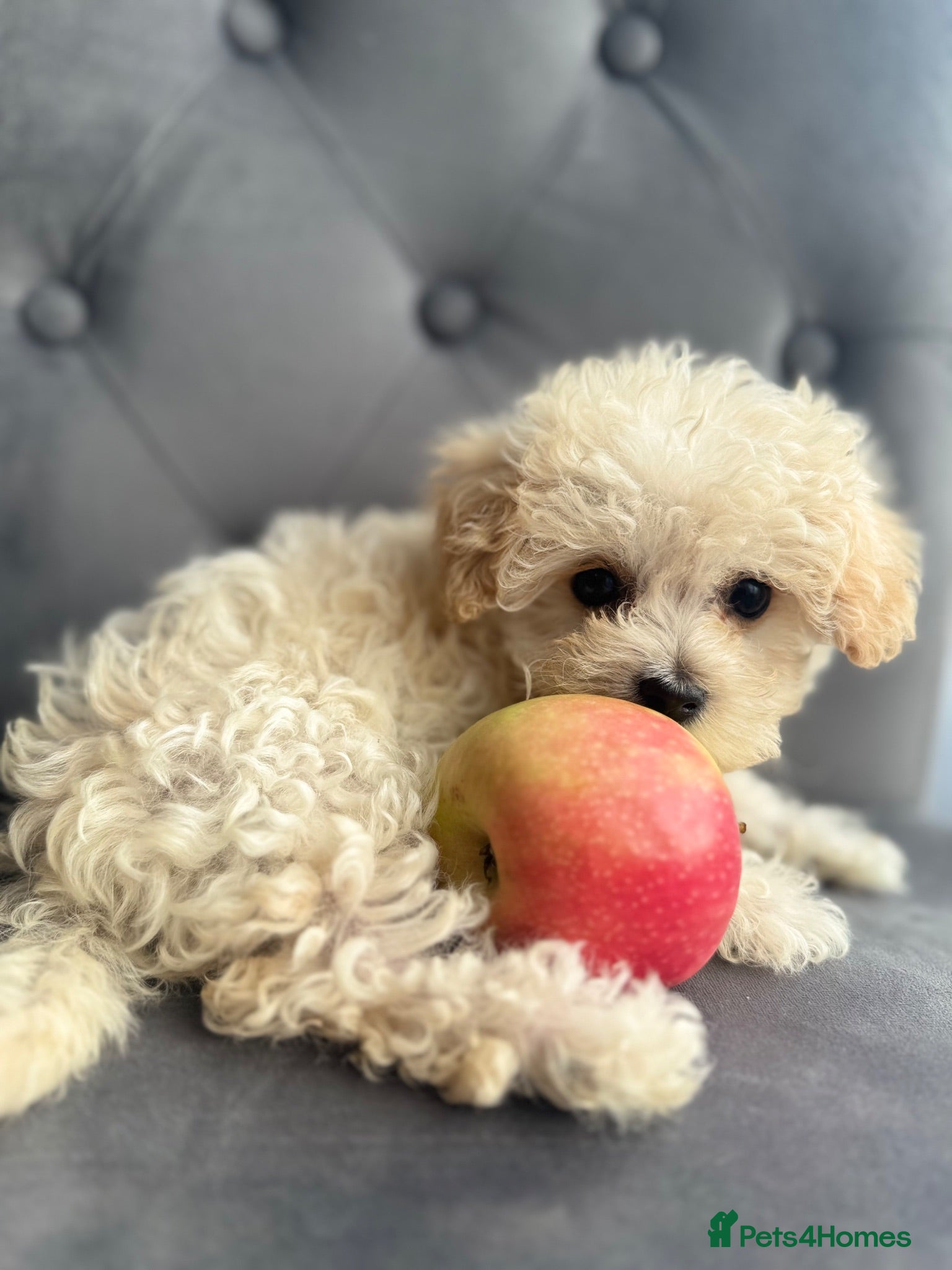 Maltipoo dogs Last girl available apricot Maltipoo (Asian) small - Advert 16