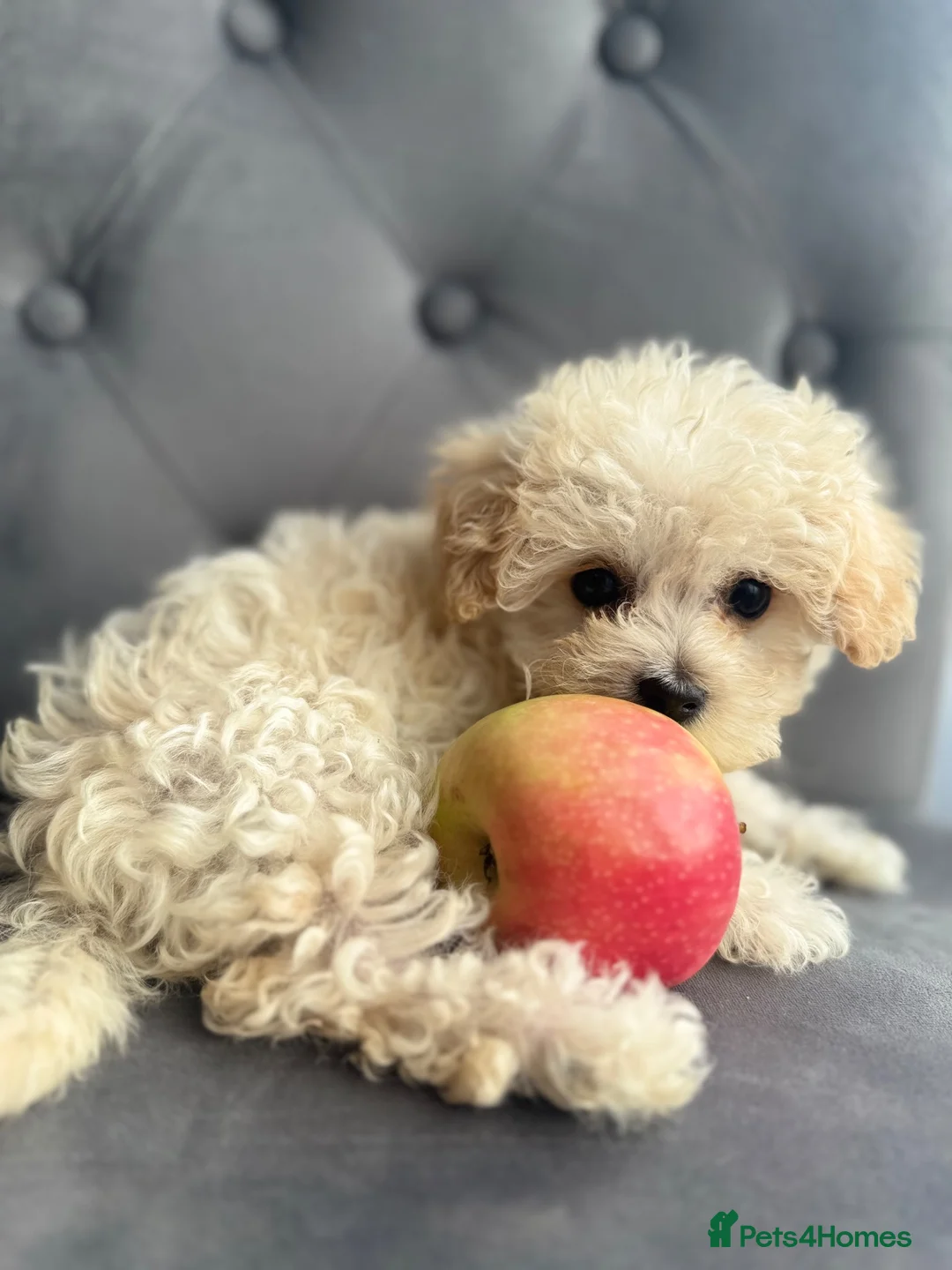 Maltipoo dogs for sale: Last girl available apricot Maltipoo (Asian) small - Advert 1