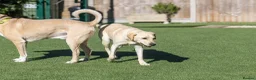 Mixed Breed dogs for adoption: Lovely Lucy - Advert 8