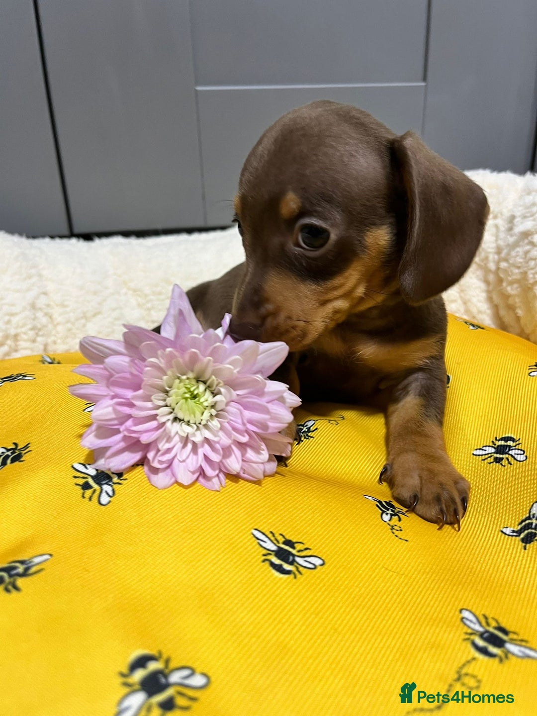 Miniature Dachshund dogs for sale: Min dachshund looking for their forever 🏡 - Image 14