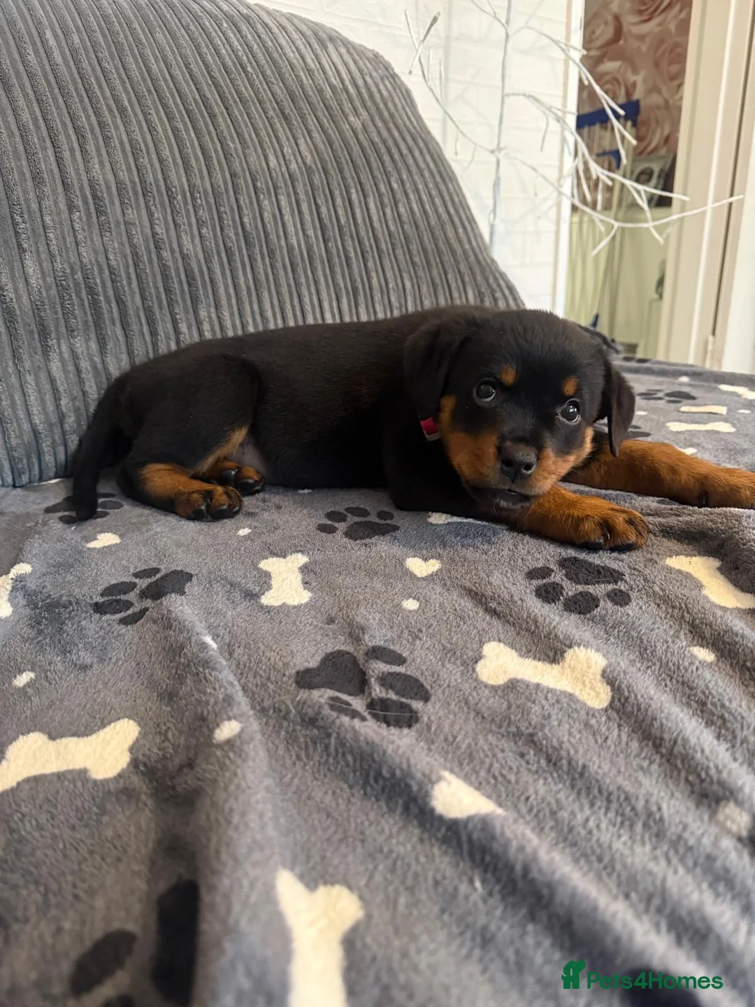 Rottweiler dogs for sale: Rottweiler Female For Sale - Advert 3