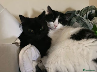 Domestic Shorthair cats 2 lovely boy kittens for sale - Advert 1