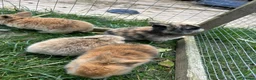 Mini Lop rabbits for sale: Beautiful baby mini lop bunnies  - Advert 10