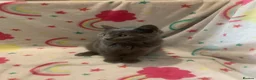 Scottish Fold cats for sale: Lovely & Energetic, Blue Scottish Straight Kitten! - Advert 3
