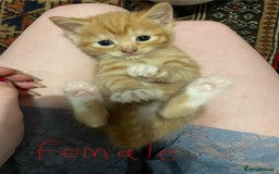 Domestic Shorthair cats for sale: litter of ginger and tuxedo kittens all boys - Image 10