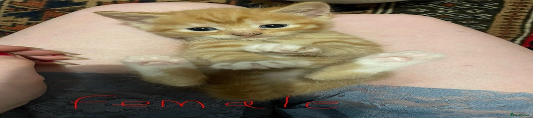 Domestic Shorthair Kitten 6