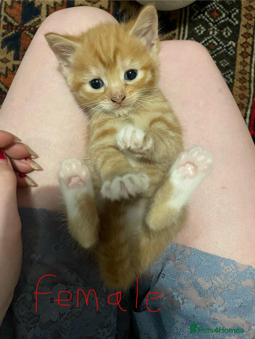 Domestic Shorthair cats for sale: litter of ginger and tuxedo kittens all boys - Image 10