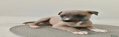 House name - Mole