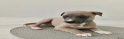 Whippet dogs for sale: Stunning KC Whippet Puppies  in Richmond - Advert 5